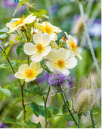 Tottering-by-Gently, David Austin Roses, 2018)