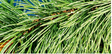 Fhrt leicht zu Verwechslungen mit Wolllusen: eingetrocknete Harzausscheidungen bei der Grannenkiefer ( <em>Pinus </em> <em>aristata </em>).