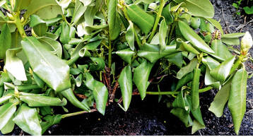 Staunsse fhrt bei Rhododendron zu bleibenden Schden bis hin zum Absterben der Pflanze.