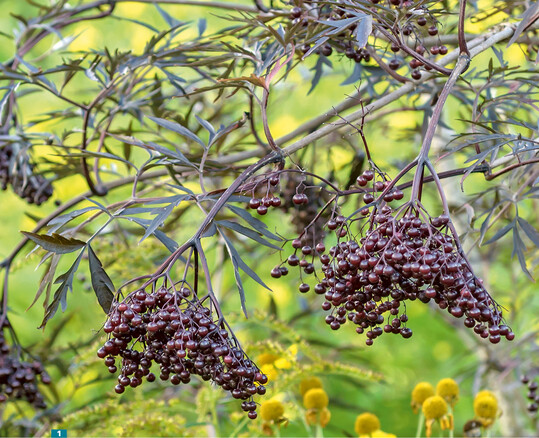 Optik toll, Frchte gesund: <em>Sambucus nigra </em>Black Lace hat nicht mehr viel mit der heimischen Art zu tun.