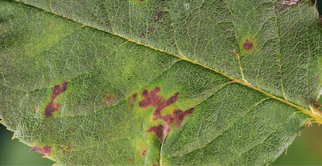 Auffllige Nekrosen am Blatt, hufig durch Blattadern begrenzt und von einem gelblichen Hof umgeben, sind ein Anzeichen fr die Infektion mit dem Falschen Mehltau an der Rose.