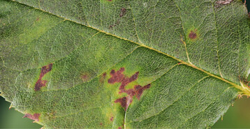 Auffllige Nekrosen am Blatt, hufig durch Blattadern begrenzt und von einem gelblichen Hof umgeben, sind ein Anzeichen fr die Infektion mit dem Falschen Mehltau an der Rose.
