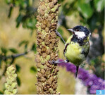 Samenstände, die stehen bleiben, sind wichtig für Vögel und Arthropoden.