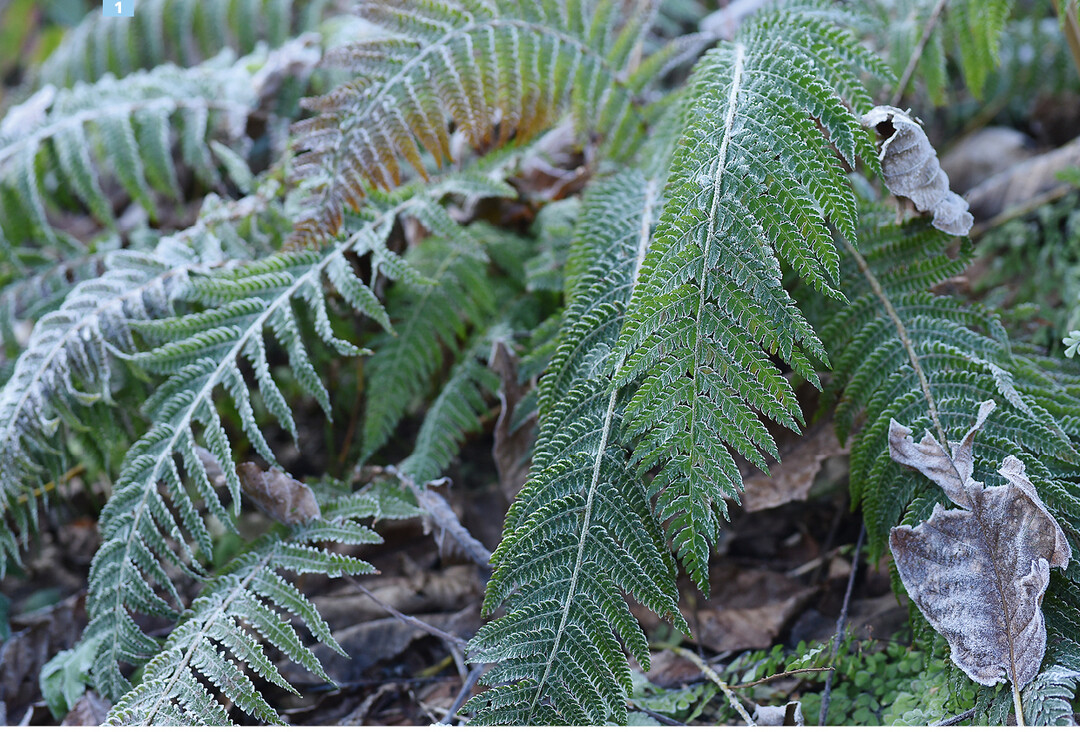 <em>Polystichum setiferum </em>‘Dahlem’ ziert auch im Winter Schattenbeete.
