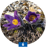 <em>Pulsatilla </em>liebt wie viele Arten des Halbtrockenrasens strukturreichen Boden.