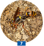 Die Solitärwespe <em>Sceliphron </em>braucht wie viele Wildbienen Lehm und Steine für den Nestbau.