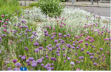 Schnittlauchfluren ziehen eine Menge Insekten an  und sehen dazu attraktiv aus.