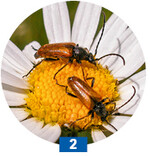 Neben Bienen geht es um viele andere Insektengruppen. Diese Bockkäfer leben auf der Wiesen-Margerite.