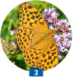 <em>Origanum vulgare </em>ist eine wichtige Weide für den Kaisermantel.