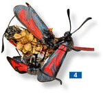 Die Bibernell-Widderchen treffen sich auf dem Samenstand von <em>Sanguisorba minor </em>.