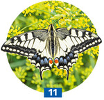 Der Schwalbenschwanz liebt den Fenchel. Viele andere Insekten auch.