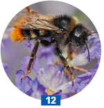 Auch Hummeln sind Wildbienen! Mit Lavendel und anderen Halbsträuchern lassen sie sich locken.