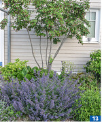 Stauden im Vorgarten sind attraktiv und schaffen Ausgleich für Versiegelung.