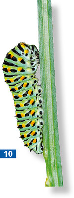 Der Schwalbenschwanz liebt den Fenchel. Viele andere Insekten auch.