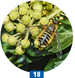 Die späte Blüte vonHedera zieht Schwebfliegen und andere Fluginsekten an.