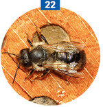 Mörtelbienen verschließen ihre Brutröhren mit Lehm und Steinen.