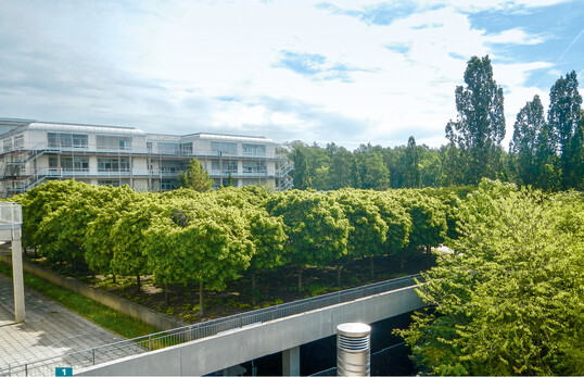 <em>Acer </em> <em>platanoides </em>‘Globosum’ (Kugelahorn)