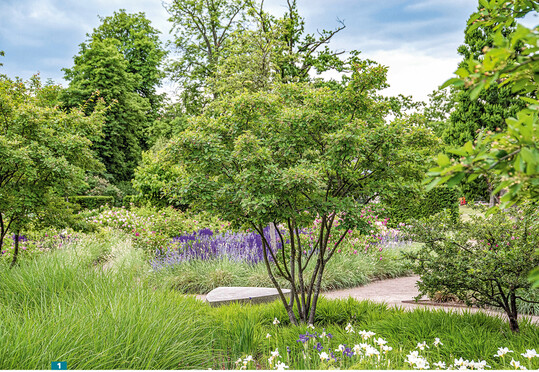 Der Klassiker unter den Mehrstmmigen ist <em>Amelanchier lamarckii </em>. Die Kupfer-Felsenbirne wirkt immer.