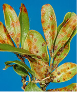 Der Buchsbaumrost zeigt ein unverwechselbares Schadbild.