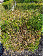 Staunässe führt zu Wurzelfäulnis, sodass die Pflanze kein Wasser mehr aufnehmen kann.