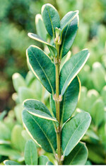 Die Ursache der scharf abgegrenzten gelblichen Verfärbungen sind noch unbekannt.