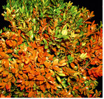 Die Kupferfarbe kann im Frühjahr wieder verschwinden. Sie deutet auf einen Stresszustand hin.