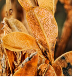Rosafarbene Sporenlager sind typisch für den Pilz <em>Volutella buxi </em>.