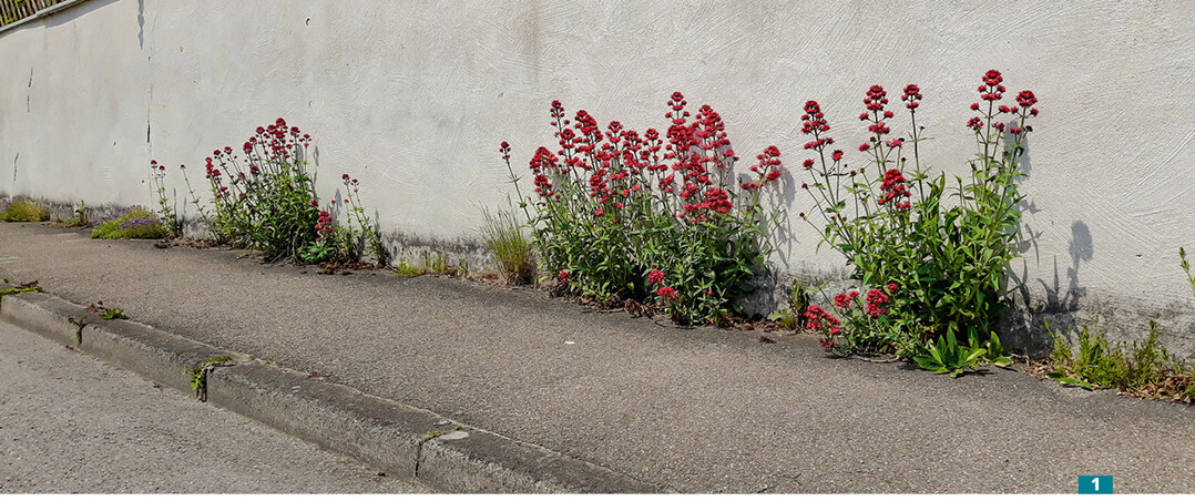 Wildwuchs kann auch schön sein – wie hier die Rote Spornblume ( <em>Centranthus ruber </em>). Auch Glockenblumen und Akelei samen sich aus und bringen Farbe.