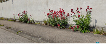 Wildwuchs kann auch schn sein  wie hier die Rote Spornblume ( <em>Centranthus ruber </em>). Auch Glockenblumen und Akelei samen sich aus und bringen Farbe.