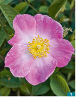 Schlicht und einfach: Die heimische <em>Rosa </em> <em>gallica </em>ist Grundform vieler historischer Rosen.