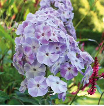 PHLOX PANICULATA
VIOLETTA GLORIOSA