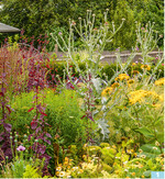 Kraftvolle Kombination: silberne Eselsdistel, rote Melde, gelbe Telekie (Gärtnerei Sylvia Göbel)