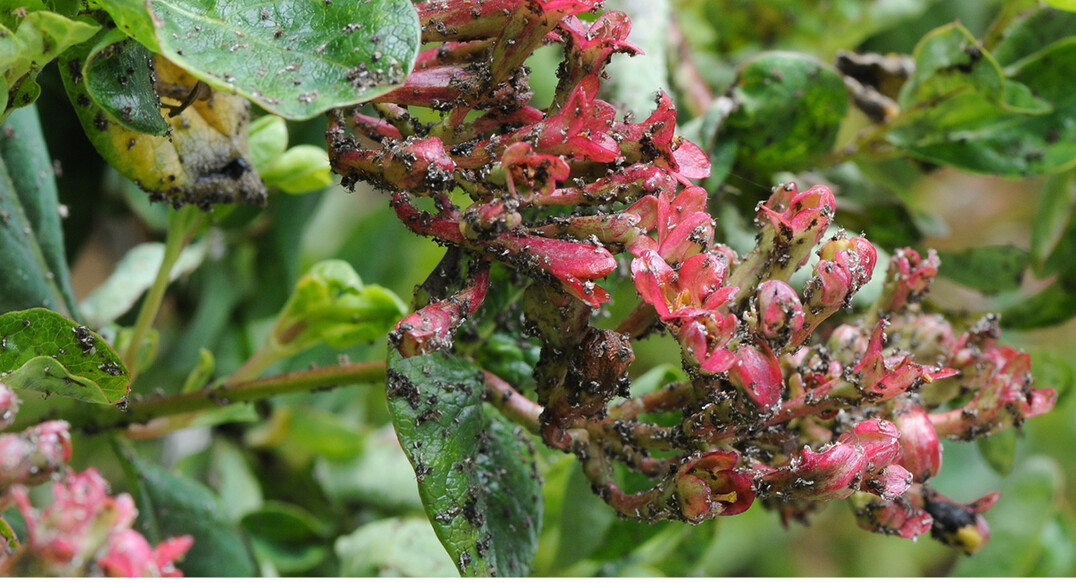 Unter den Blattlusen verursachen <em>Hyadaphis </em>-Arten an <em>Lonicera </em>-Arten (hier: <em>Lonicera  brownii </em>Dropmore Scarlet) Schden, die nicht nur sthetischer Natur sind.