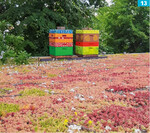 Auf der Extensivdachbegrünung hat Heymann Bienenkästen platziert ...