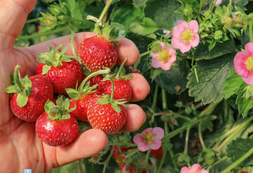 Fruchtgenuss und rosa Blten: die Erdbeere Double Pleasures Delirose