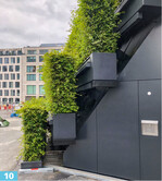 Die Fassade besteht aus steil nacheinander gestaffelten Kübeln. Die Hainbuchen darin werden zwei- bis dreimal in Form geschnitten.