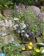 <em>Aquilegia </em>und <em>Campanula </em> <em>portenschlagiana </em>