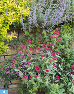 <em>Centranthus </em> <em>ruber </em>