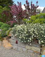 <em>Helianthemum </em> <em>nummularium </em>‘Eisbär’