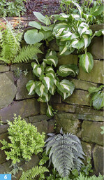 Weiß-grün panaschierte Funkien hellen dunkle Ecken auf. Unten <em>Athyrium </em> <em>niponicum </em>’Metallicum’.