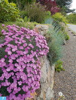 <em>Dianthus </em>auf der Mauerkrone