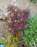 <em>Euphorbia </em> <em>cyparissias </em>‘Fens Ruby’