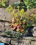 <em>Chiastophyllum </em> <em>oppositifolium </em>