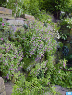 <em>Calamintha </em> <em>grandiflora </em>‘Variegata’