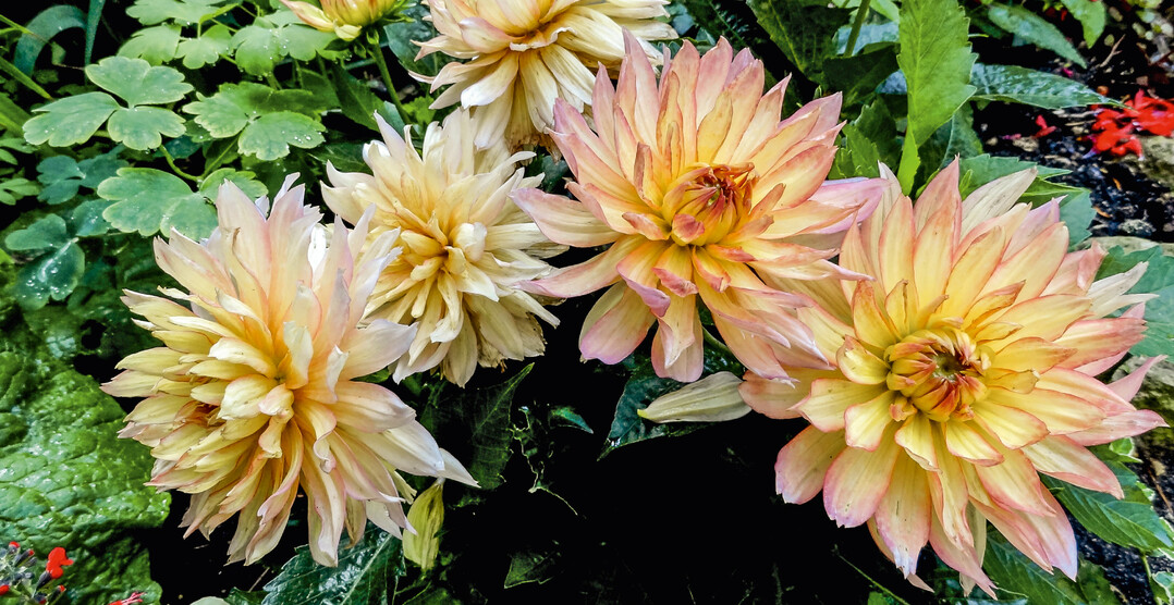 Die richtige Überwinterung sorgt bei Dahlien für reiche Blüte.