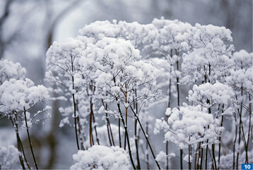  Den Samenstnden von <em>Eupatorium </em> <em>maculatum </em>Atropurpureum macht auch Schnee nichts aus. 