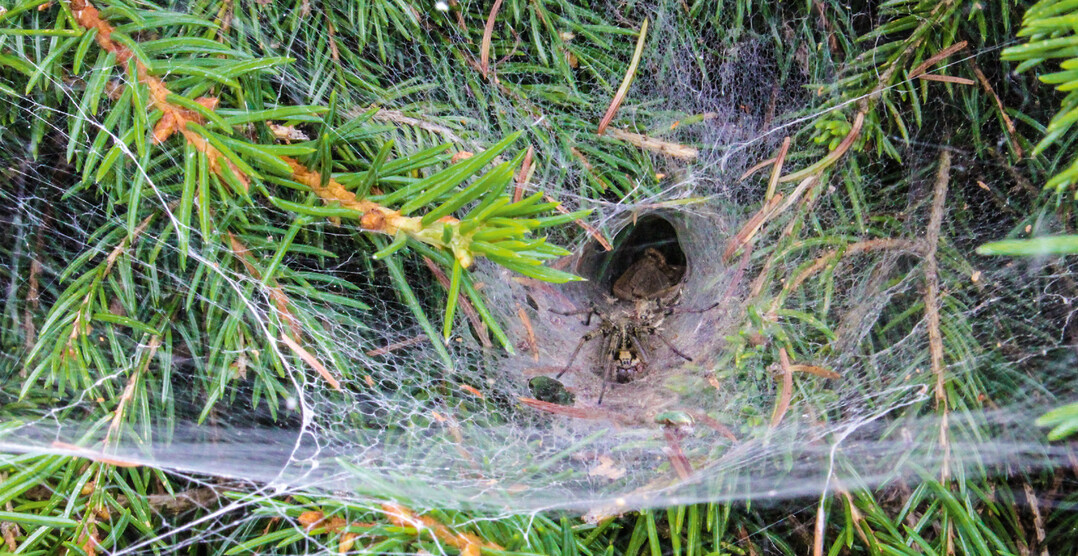 Trichterspinne im Fangnetz vor dem Gespinsttrichter