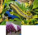 Larve und Falter des Buchsbaumzünslers