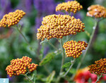 <em>Achillea </em>‘Terracotta’ hat warm-orange bis bräunliche Blüten.