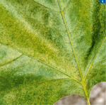 Blattoberseits äußert sich ein Befall mit der Platanennetzwanze durch eine helle Sprenkelung, entstanden durch die Saugschäden der unterseits sitzenden Tiere.